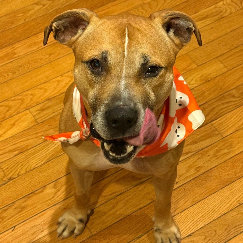 Enlarge Jaxi - Fee Sponsored + Free Training!, a Adoptable mixed breed in Ijamsville, MD image 4/6