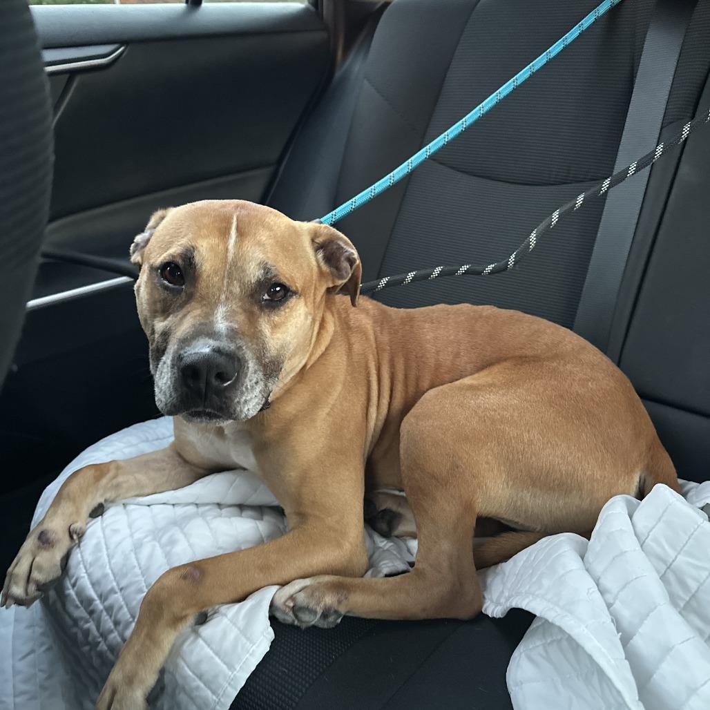 Enlarge Jaxi - Fee Sponsored + Free Training!, a Adoptable mixed breed in Ijamsville, MD image 6/6