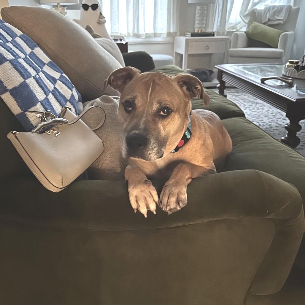 Enlarge Jaxi - Fee Sponsored + Free Training!, a Adoptable mixed breed in Ijamsville, MD image 4/6