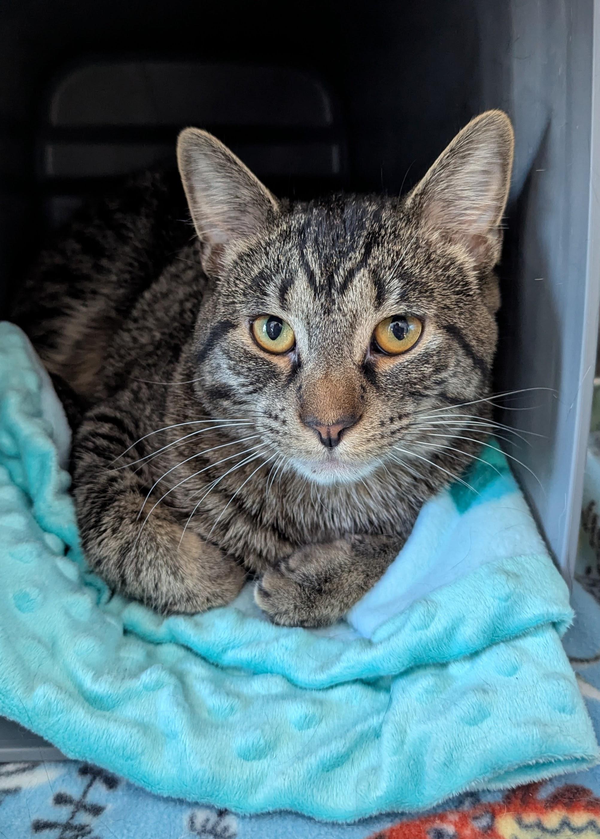 Ralphie, a Adoptable Domestic Short Hair in Oconto, WI image 1/2