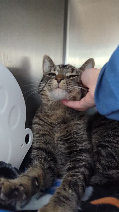 Enlarge Ralphie, a Adoptable Domestic Short Hair in Oconto, WI video 2/2
