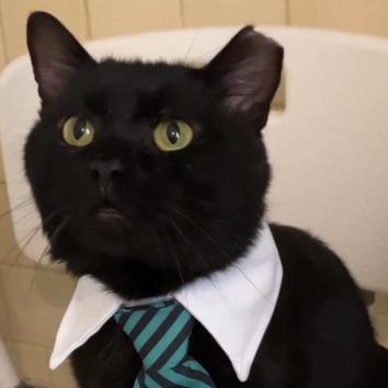 Miles, ADOPTABLE, Young Male Domestic Short Hair & Bombay.