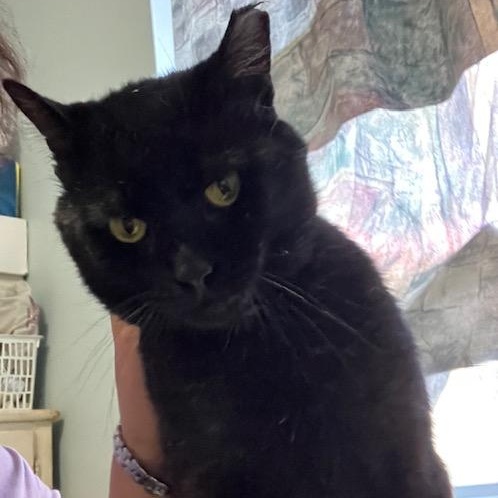 Enlarge Miles, a ADOPTABLE mixed breed in Hyattsville, MD image 3/4