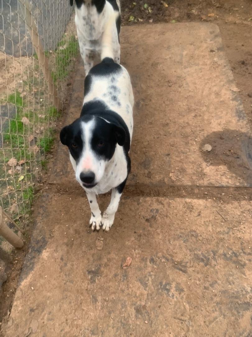 Angel, Adoptable, Adult Female Mixed Breed.