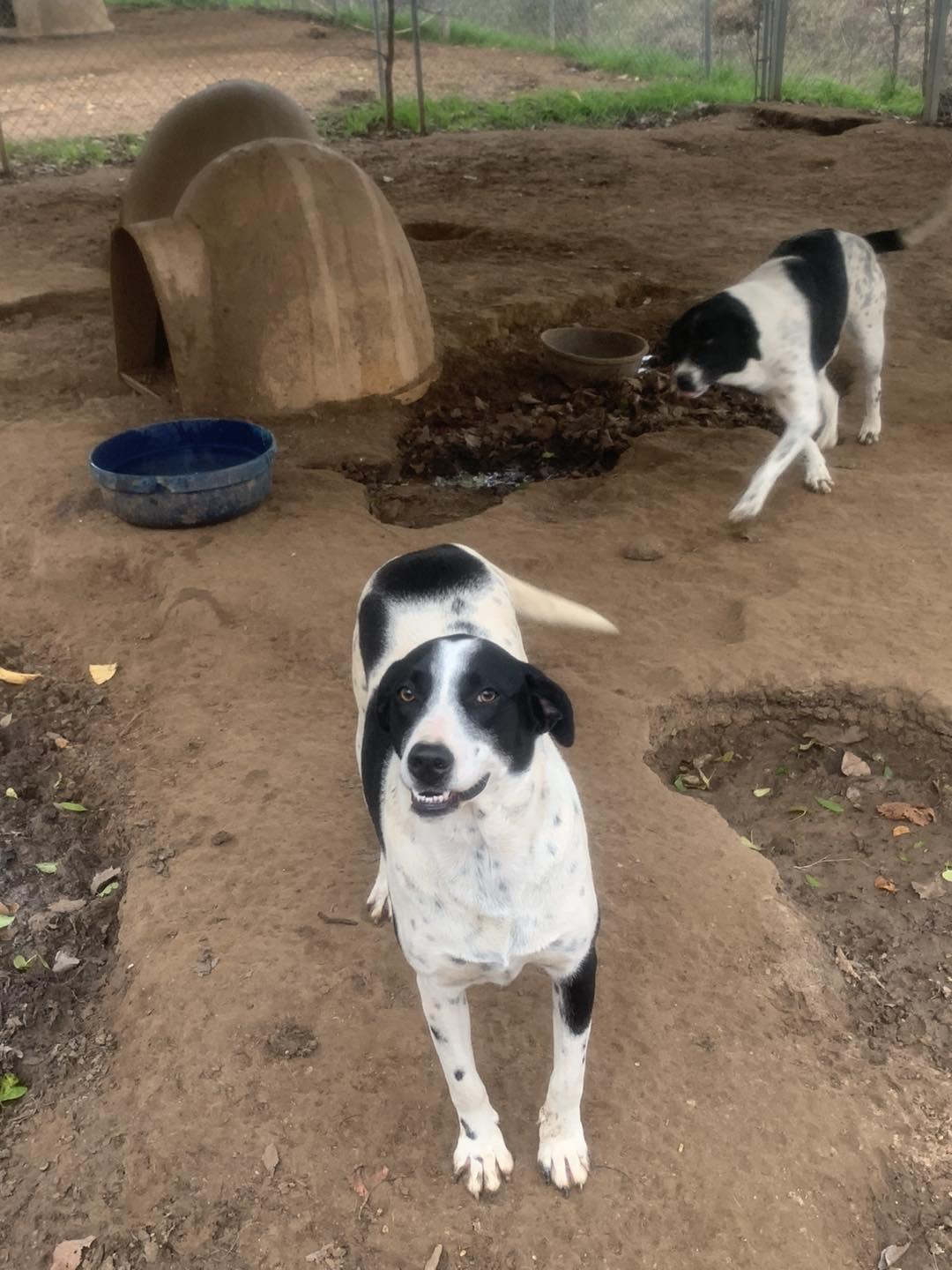 Enlarge Angel, a Adoptable Mixed Breed in Hearne, TX image 2/6