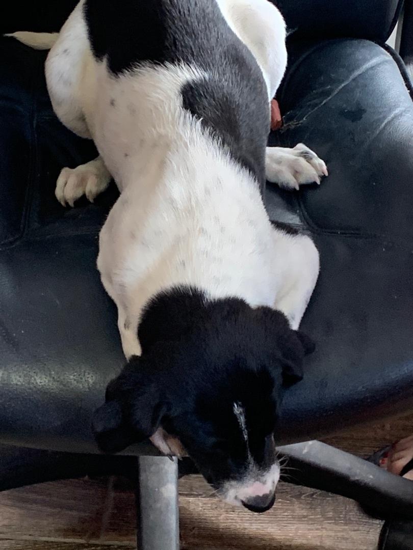 Enlarge Angel, a Adoptable Mixed Breed in Hearne, TX image 4/6