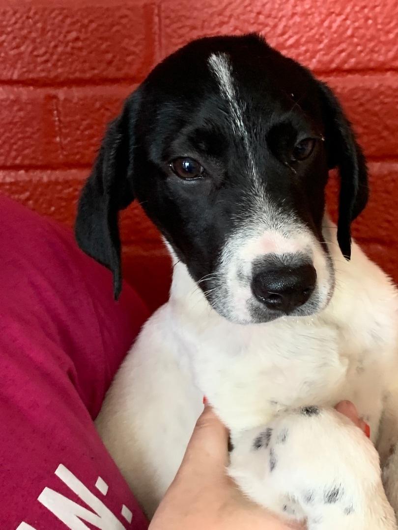 Enlarge Angel, a Adoptable Mixed Breed in Hearne, TX image 5/6