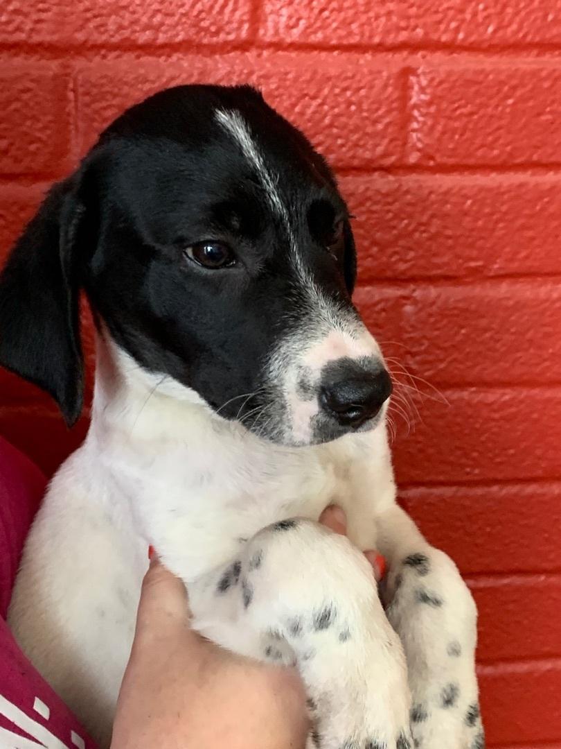 Enlarge Angel, a Adoptable Mixed Breed in Hearne, TX image 6/6