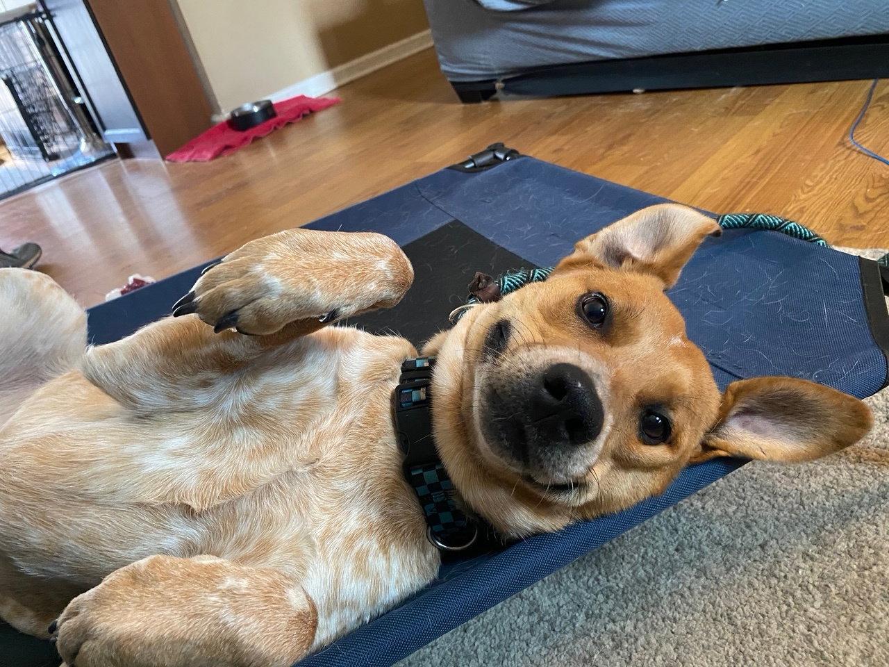 Pierogi, Adoptable, Young Female Cattle Dog & Great Pyrenees.