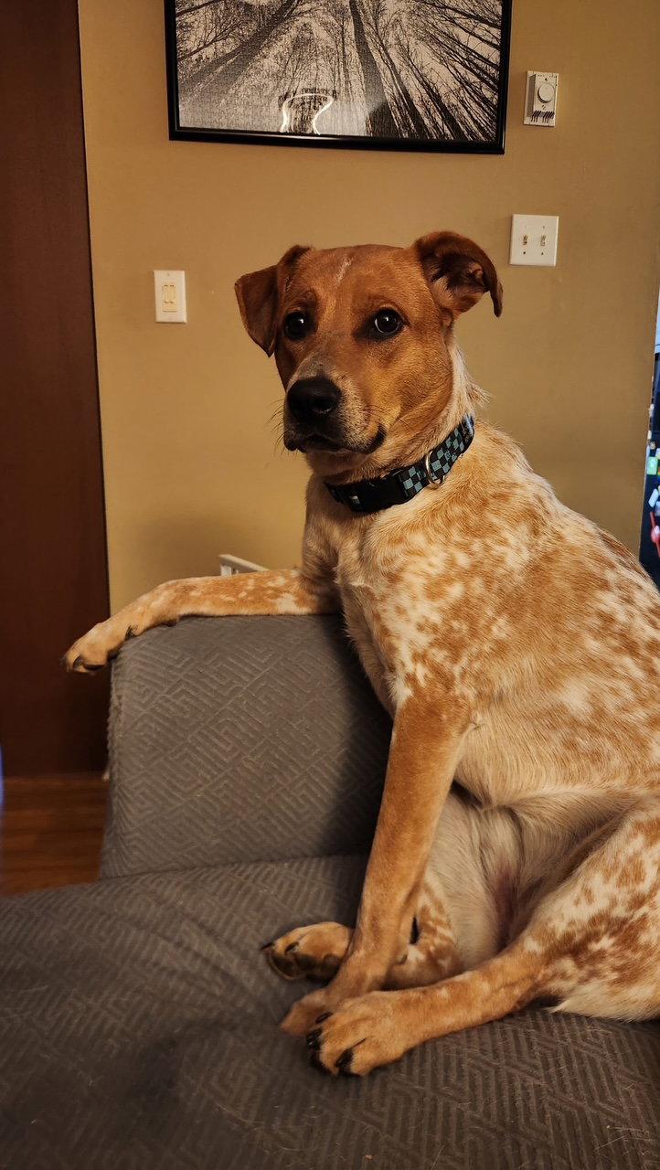 Enlarge Pierogi, a Adoptable mixed breed in Doylestown, PA image 2/3