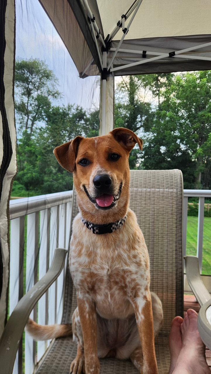 Enlarge Pierogi, a Adoptable mixed breed in Doylestown, PA image 3/3