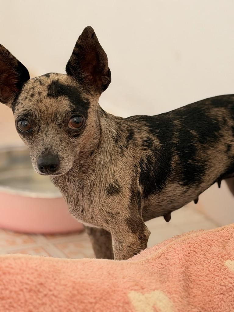 Enlarge Chica, a Adoptable Chihuahua in Pleasant Valley, NY image 3/3