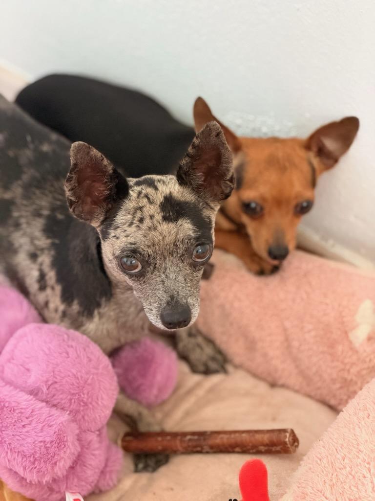 Enlarge Chica, a Adoptable Chihuahua in Pleasant Valley, NY image 2/3