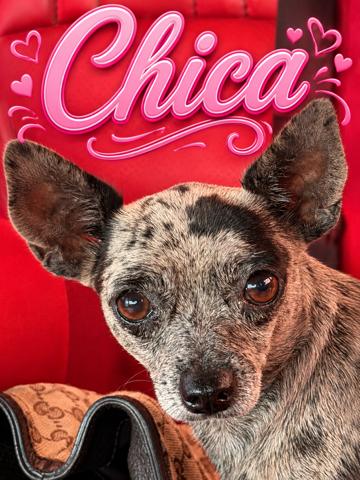 Chica, Adoptable, Puppy Female Chihuahua.