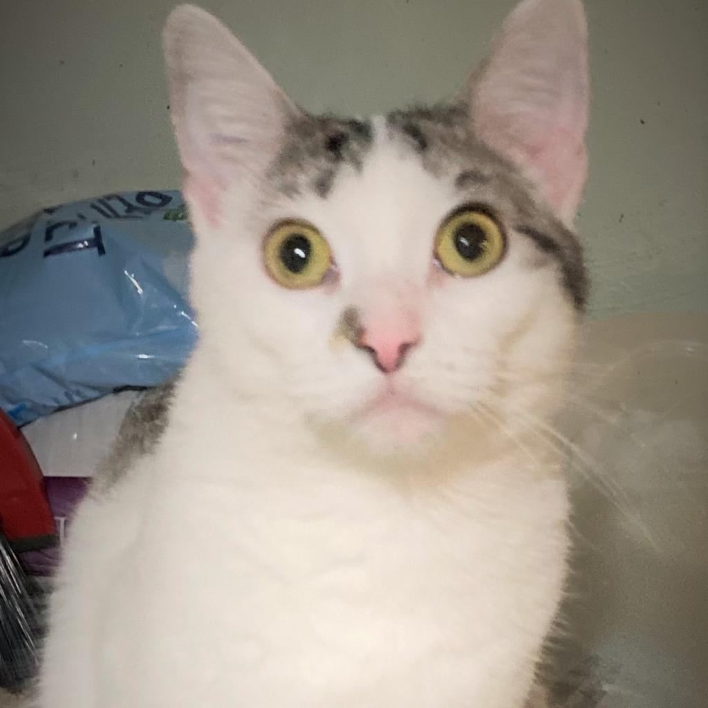 Enlarge Linda, a Adoptable Domestic Short Hair in Springfield, IL image 1/6