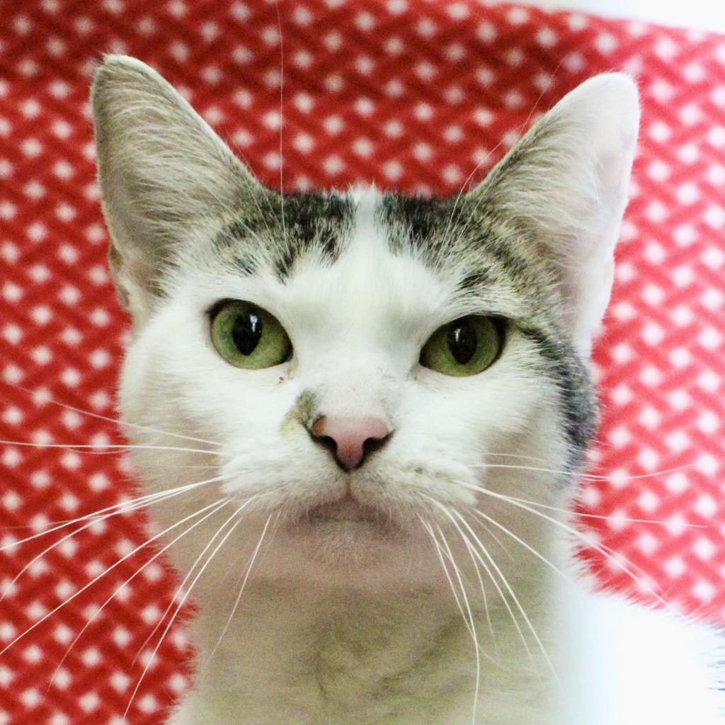 Enlarge Linda, a Adoptable Domestic Short Hair in Springfield, IL image 2/6