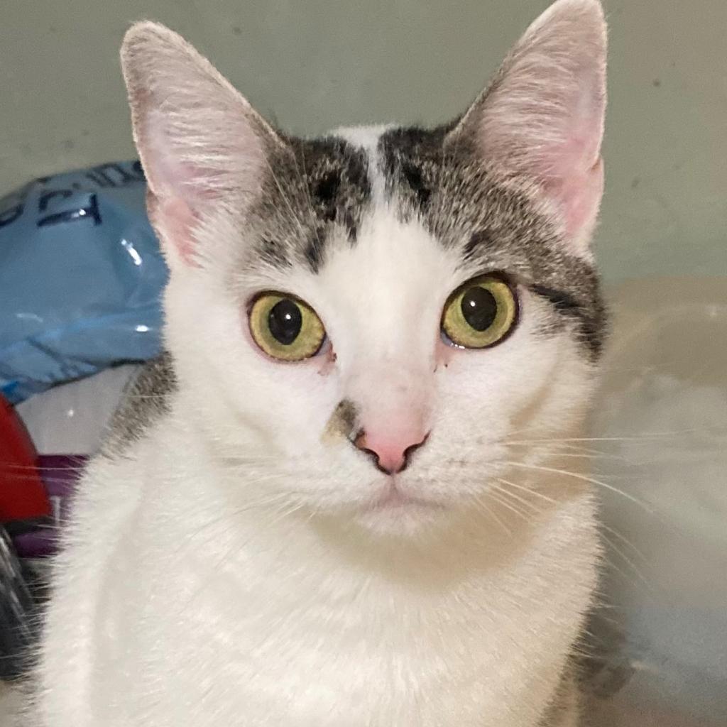 Enlarge Linda, a Adoptable Domestic Short Hair in Springfield, IL image 4/6