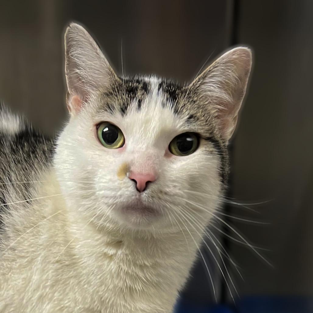 Enlarge Linda, a Adoptable Domestic Short Hair in Springfield, IL image 6/6