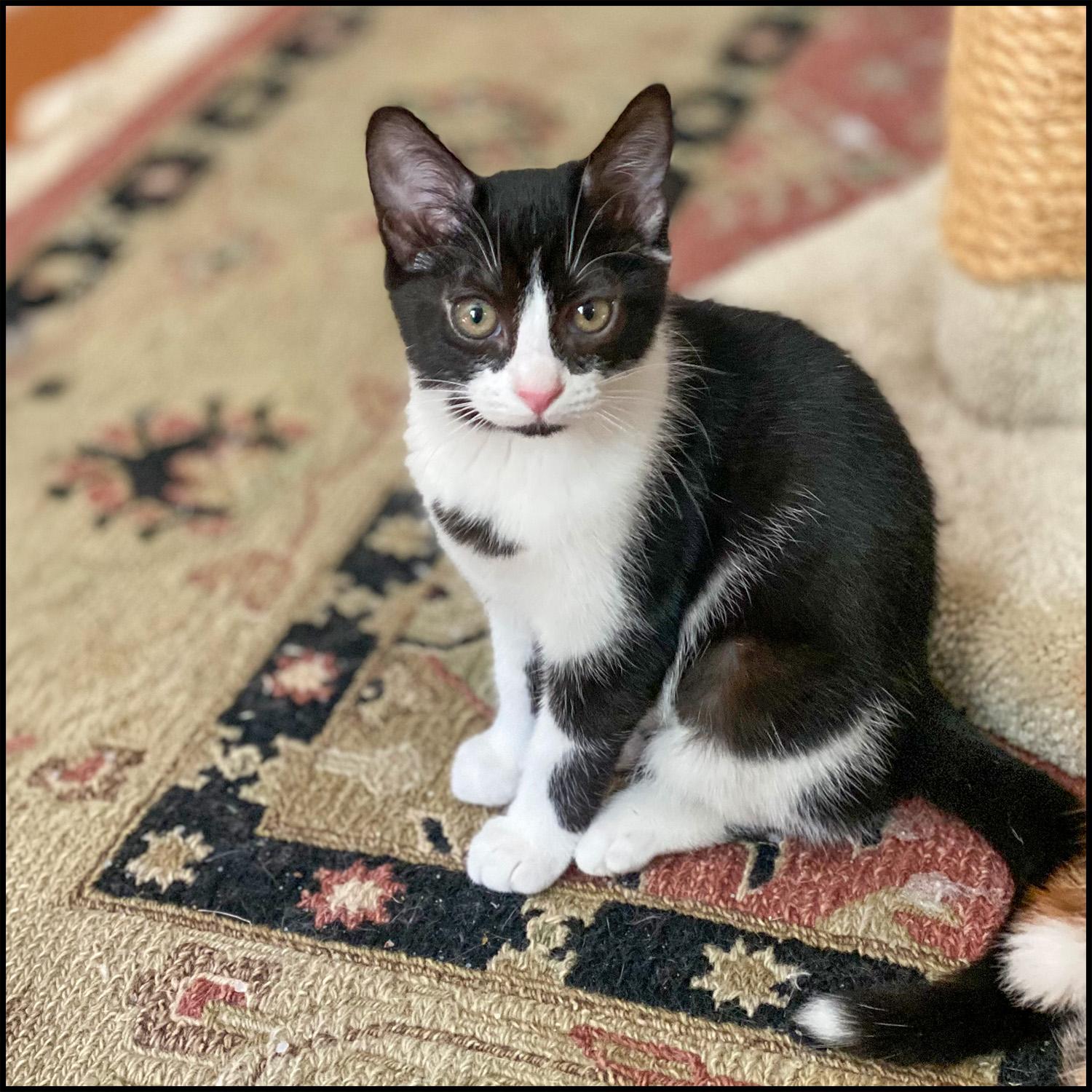 Jazzy, ADOPTABLE, Young Female Domestic Short Hair.
