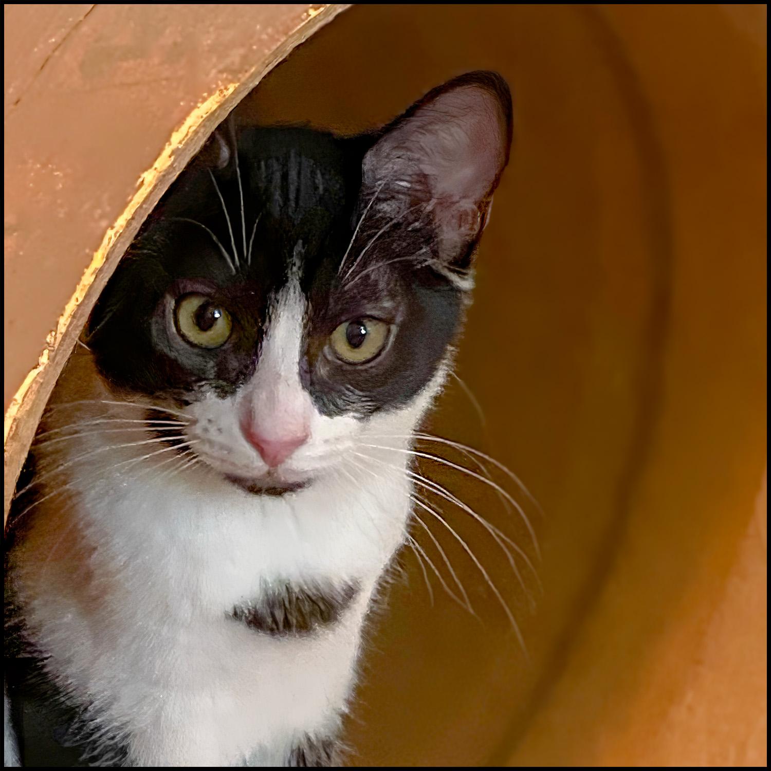 Enlarge Jazzy, a ADOPTABLE mixed breed in Roswell, GA image 2/4