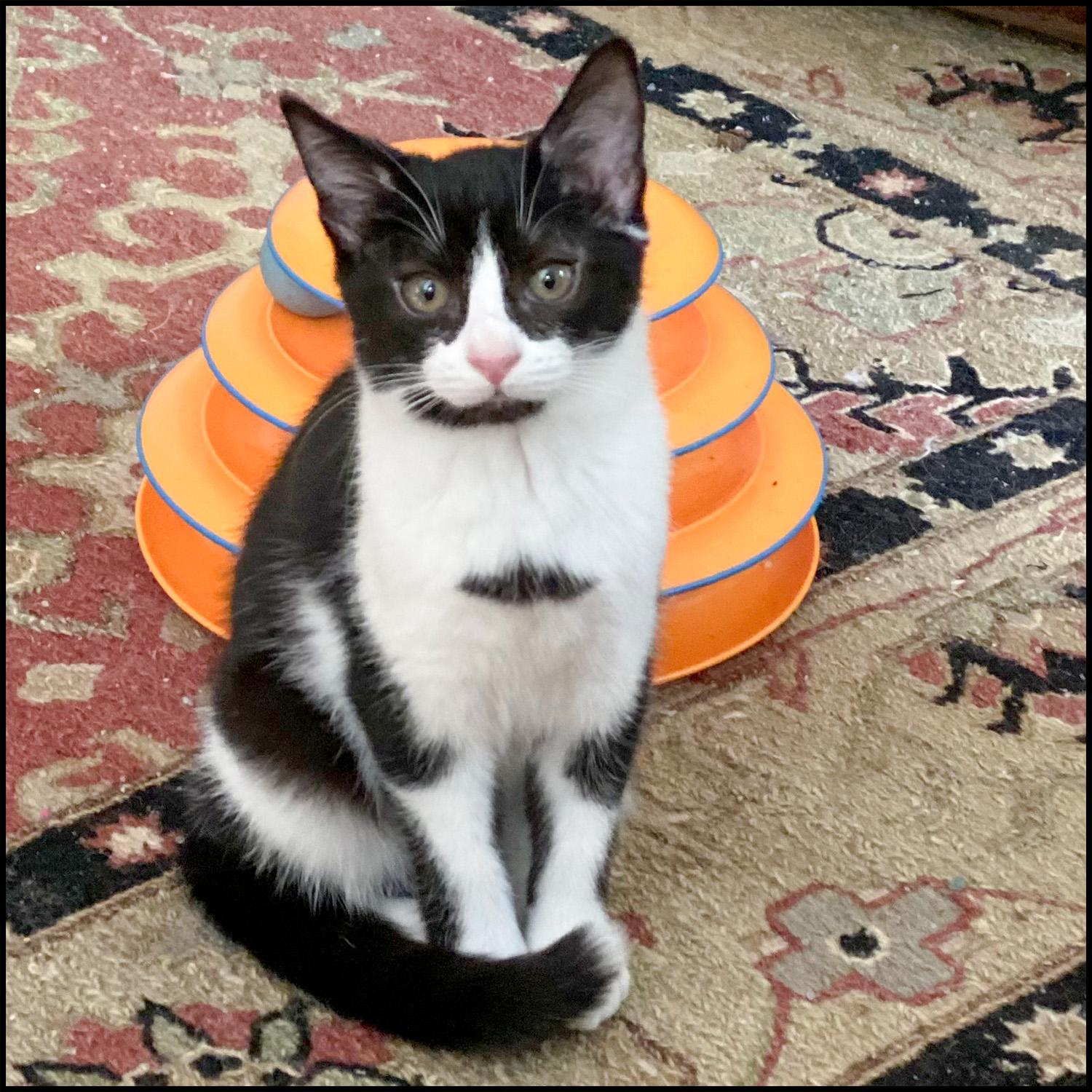 Enlarge Jazzy, a ADOPTABLE mixed breed in Roswell, GA image 3/4