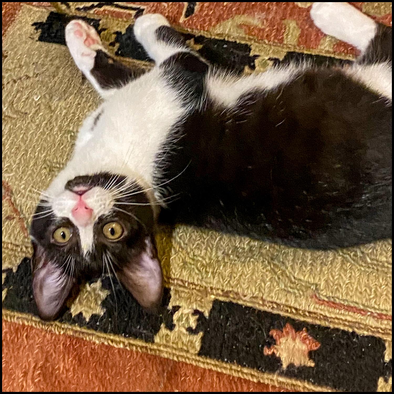 Enlarge Jazzy, a ADOPTABLE mixed breed in Roswell, GA image 4/4