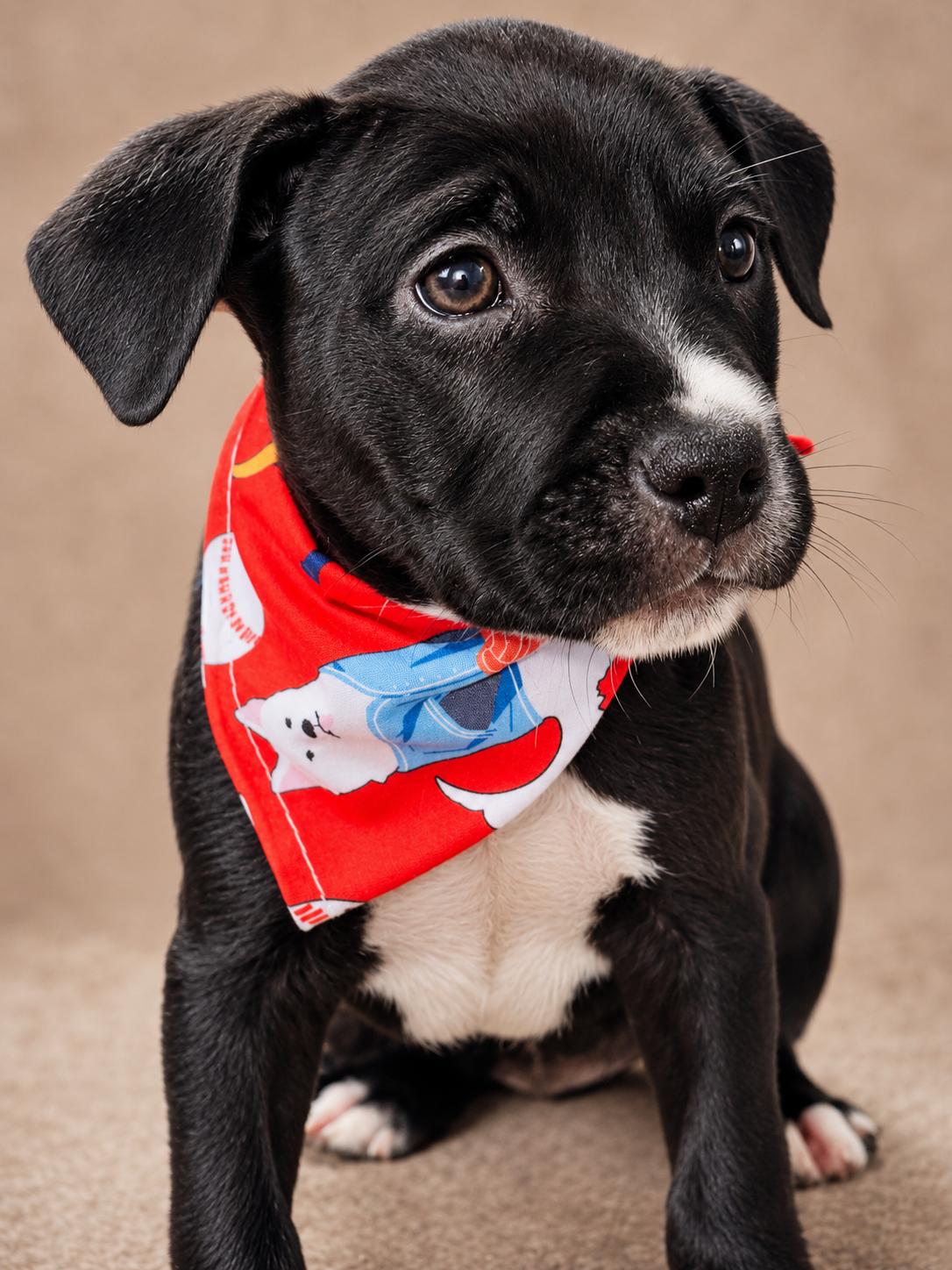 MONK, ADOPTABLE, Puppy Male Pit Bull Terrier.