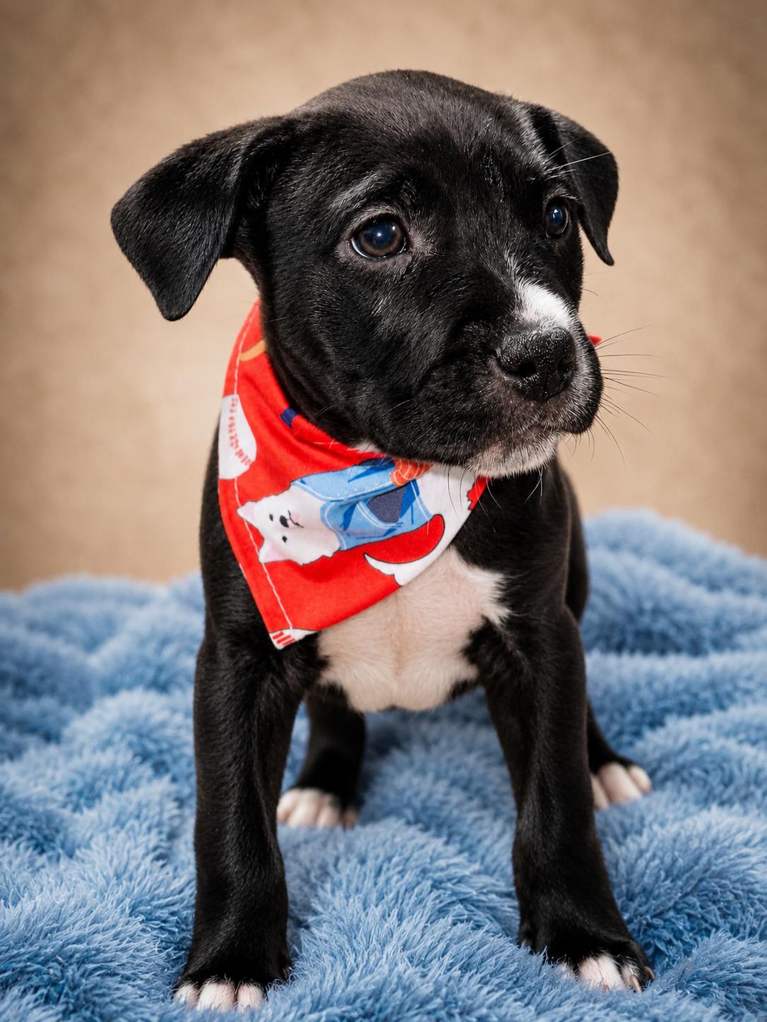 MONK, a ADOPTABLE Pit Bull Terrier in Jacksonville, FL image 3/3