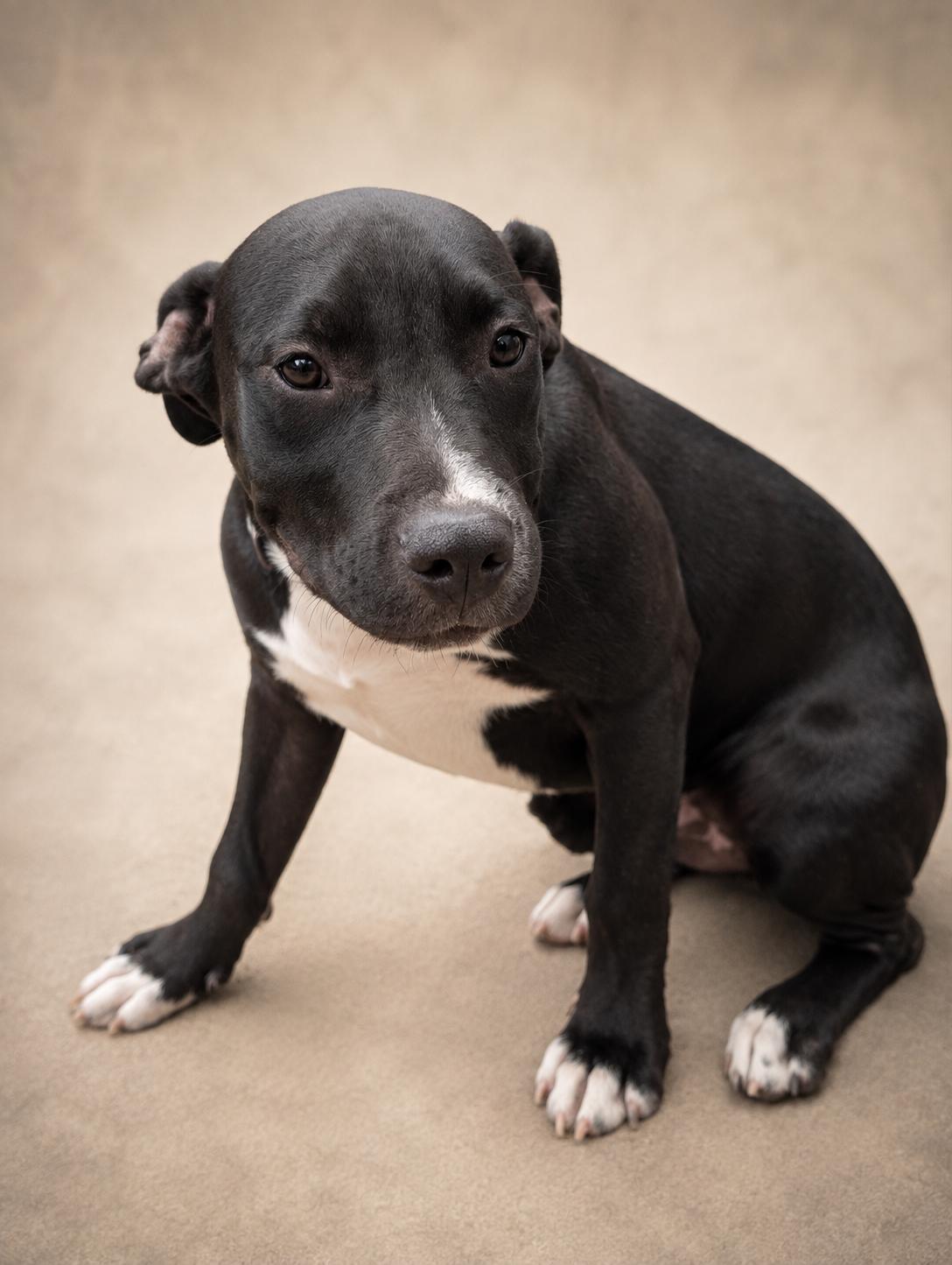 MONK, ADOPTABLE, Young Male Pit Bull Terrier.