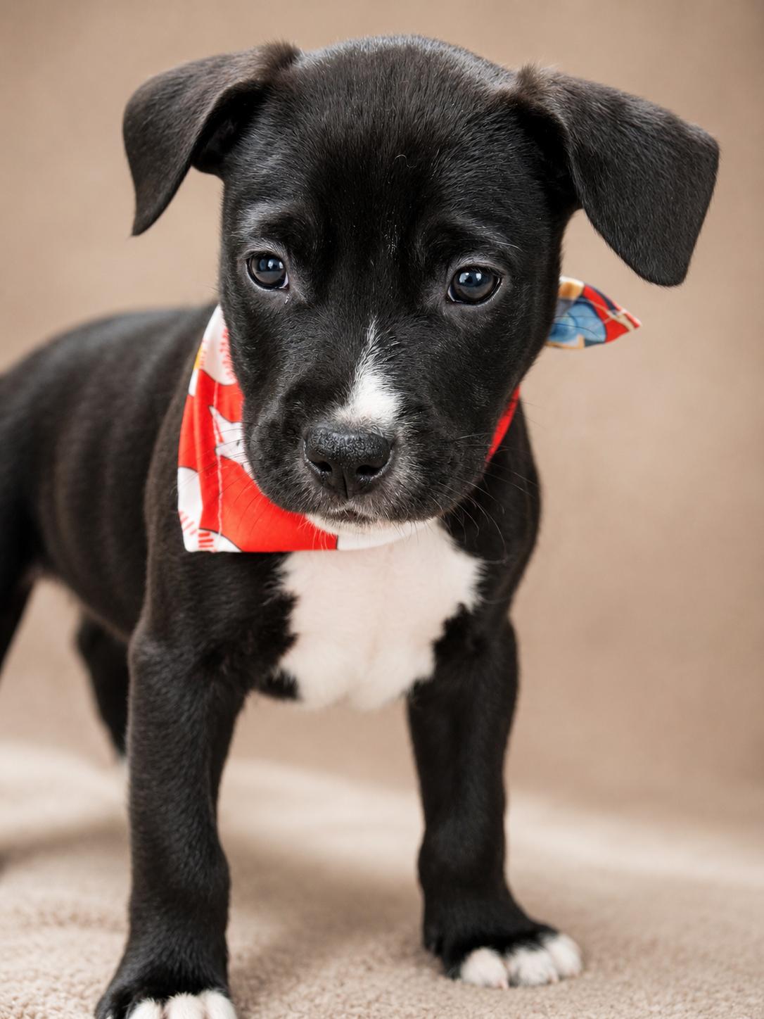 MONK, a ADOPTABLE Pit Bull Terrier in Jacksonville, FL image 2/3