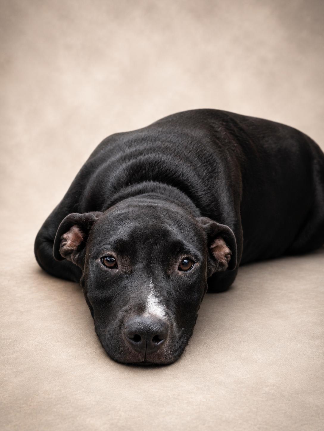 Enlarge MONK, a ADOPTABLE Pit Bull Terrier in Jacksonville, FL image 5/6