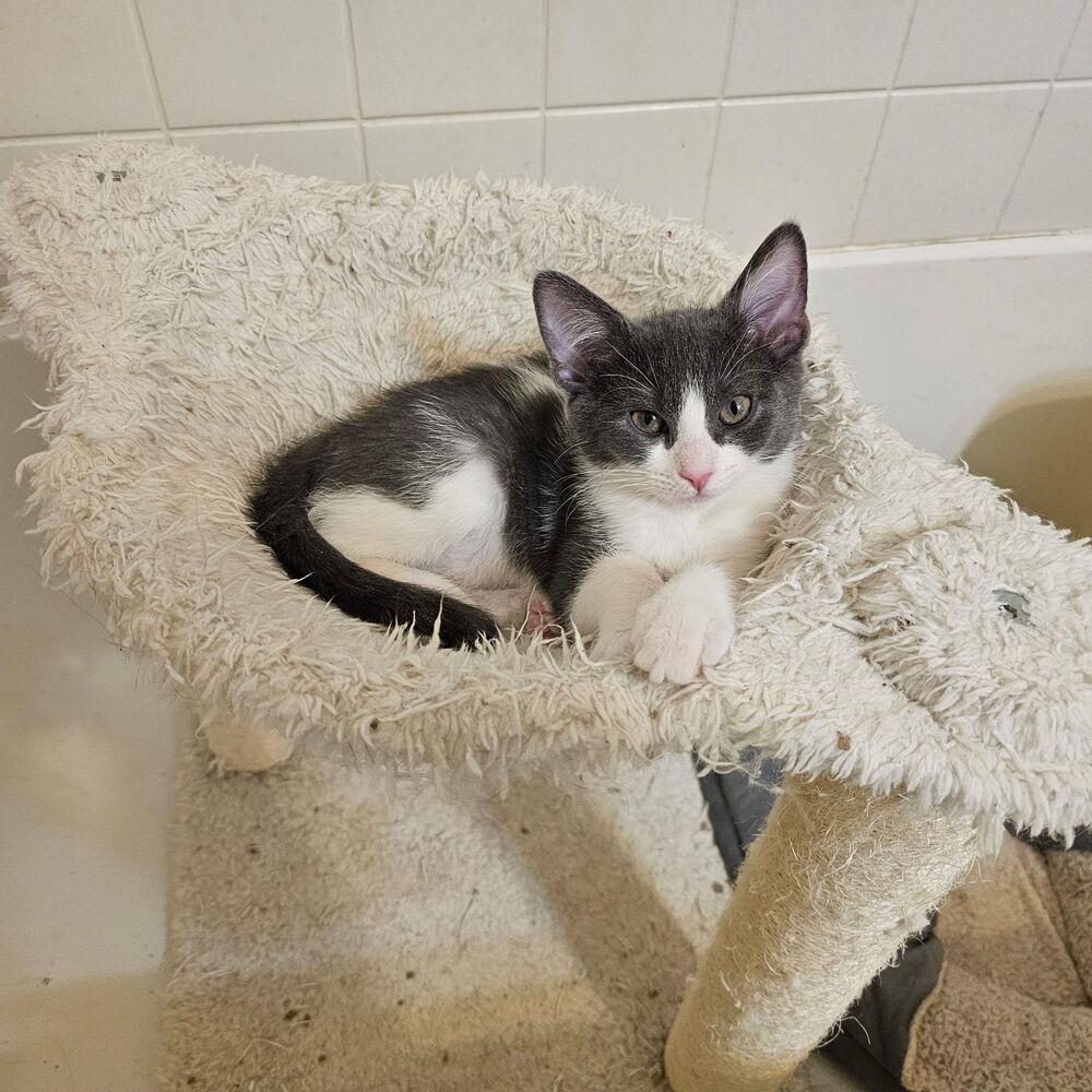 Enlarge Nina II, a Adoptable Domestic Short Hair in Pittstown, NJ image 4/6