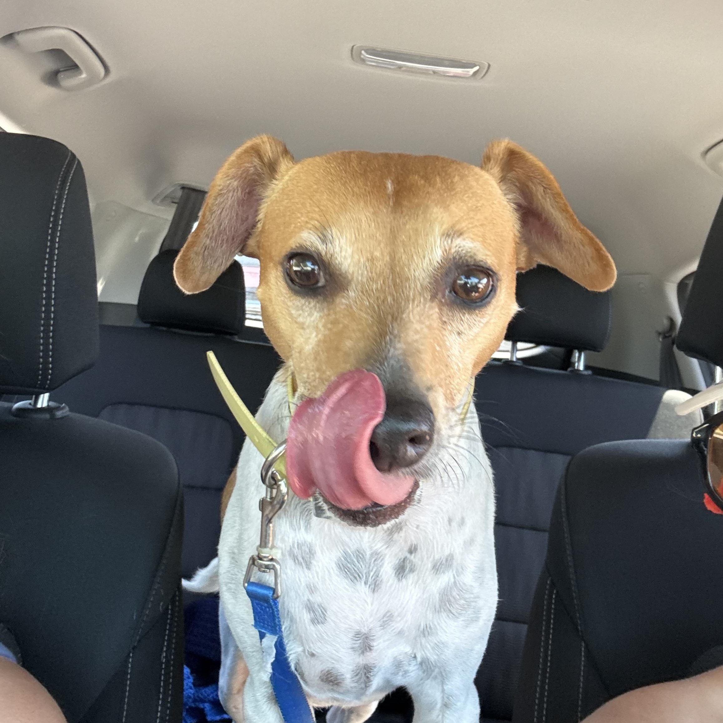 Enlarge Rascal *Courtesy Post*, a Adoptable mixed breed in Statesboro, GA image 1/1