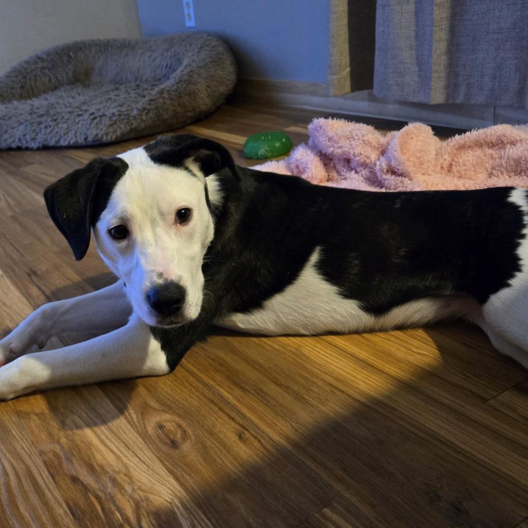 Bamboo, Adoptable, Young Female Pit Bull Terrier.