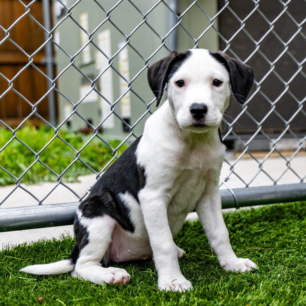 Enlarge Bamboo, a Adoptable mixed breed in Naperville, IL image 2/6