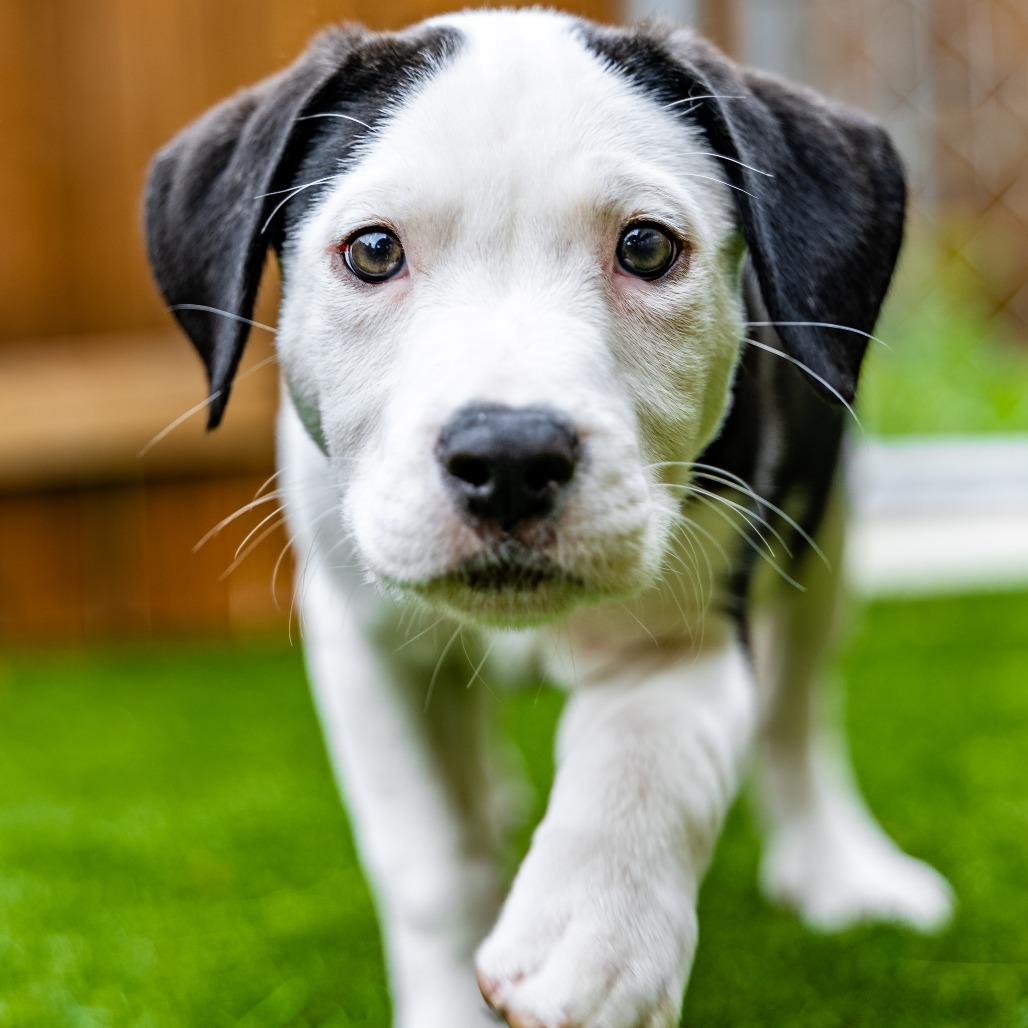 Enlarge Bamboo, a Adoptable mixed breed in Naperville, IL image 3/6