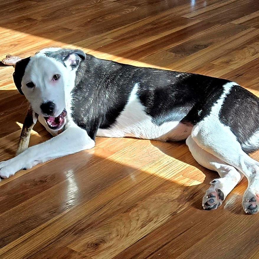 Enlarge Bamboo, a Adoptable mixed breed in Naperville, IL image 4/6