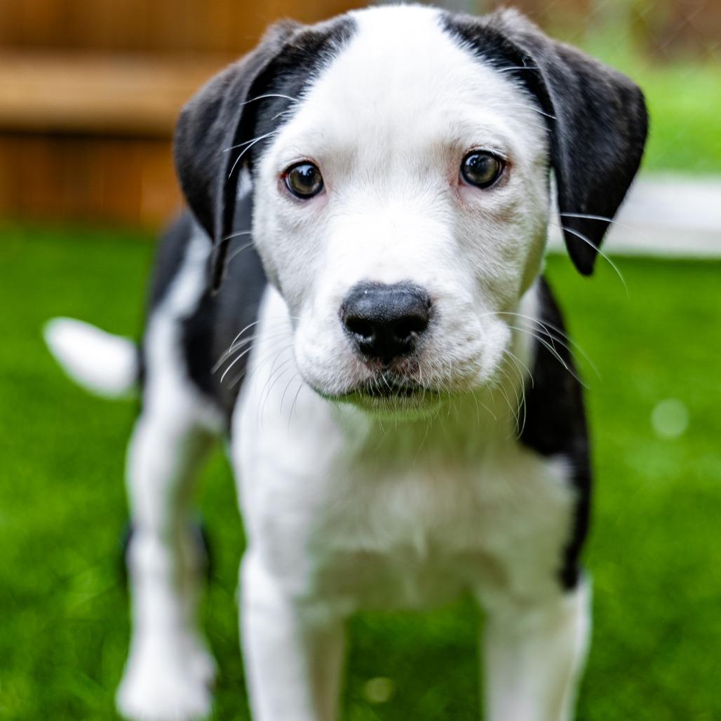 Enlarge Bamboo, a Adoptable mixed breed in Naperville, IL image 5/6
