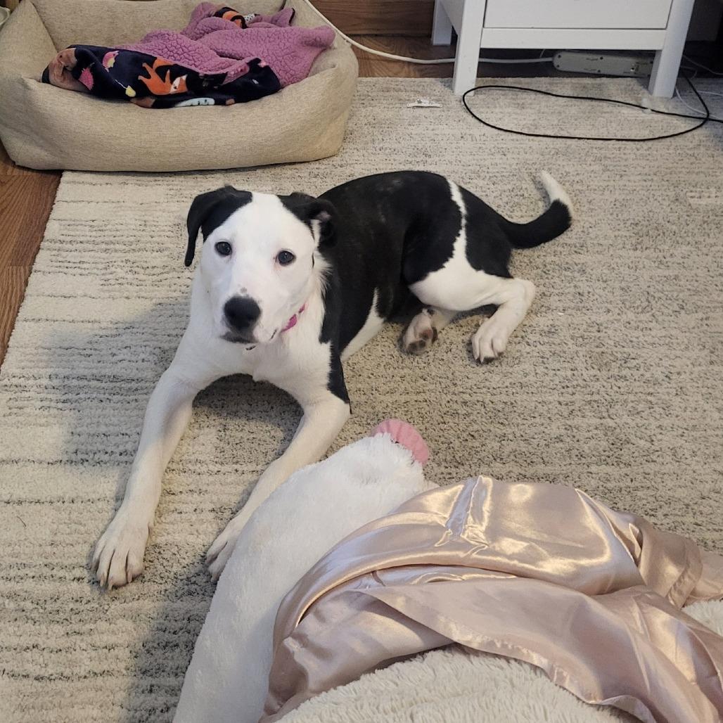 Enlarge Bamboo, a Adoptable mixed breed in Naperville, IL image 6/6