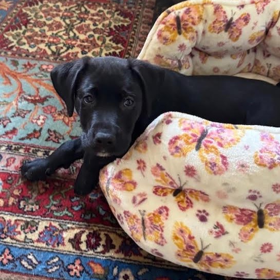 Alice, Adopted, Puppy Female Black Labrador Retriever.