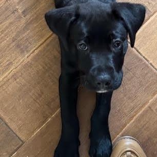 Alice, a Adopted Black Labrador Retriever in Water Valley, MS image 2/2