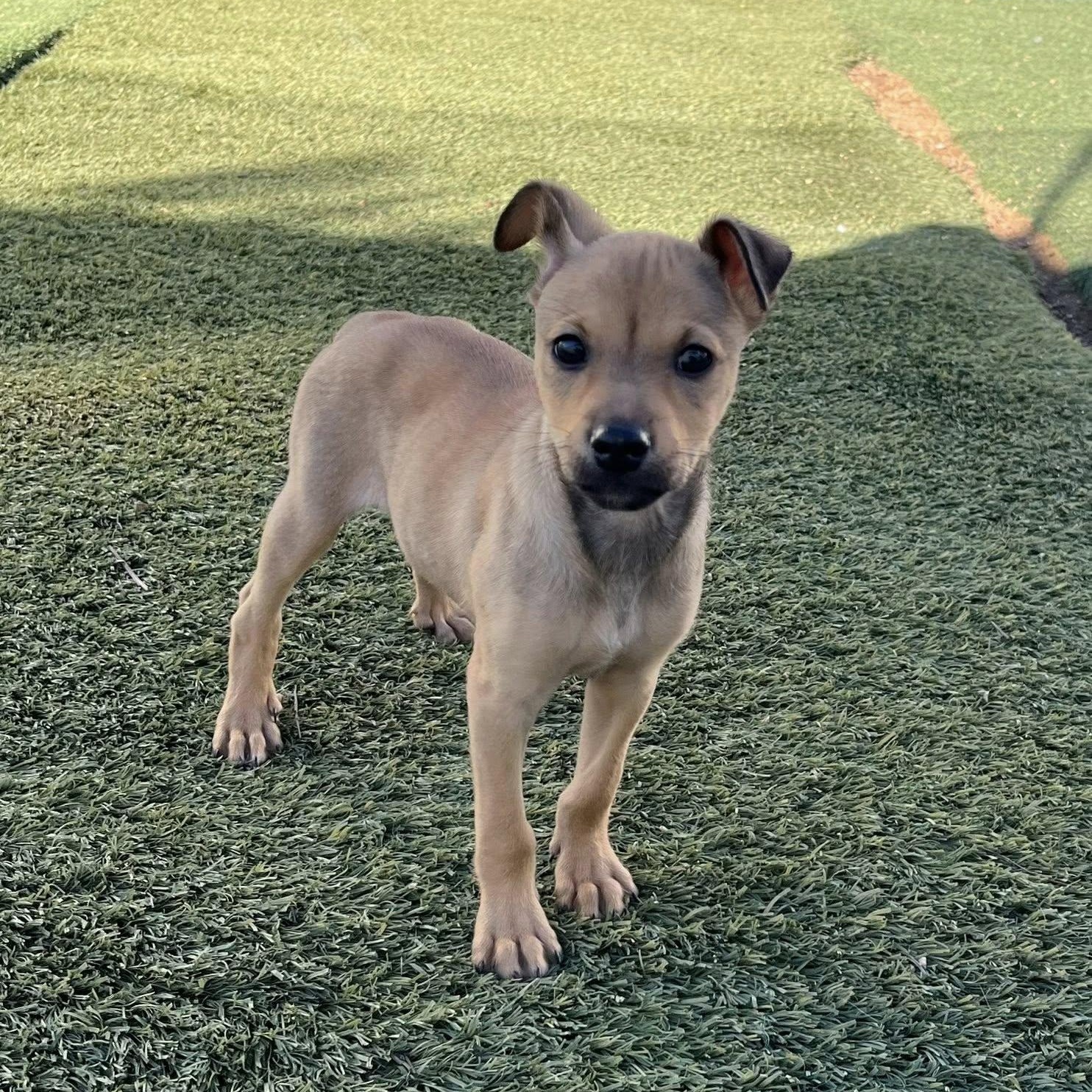 Rocky, ADOPTABLE, Puppy Male Chihuahua.