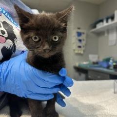 Enlarge Joey, a Adopted Domestic Short Hair in Indianapolis, IN image 1/1