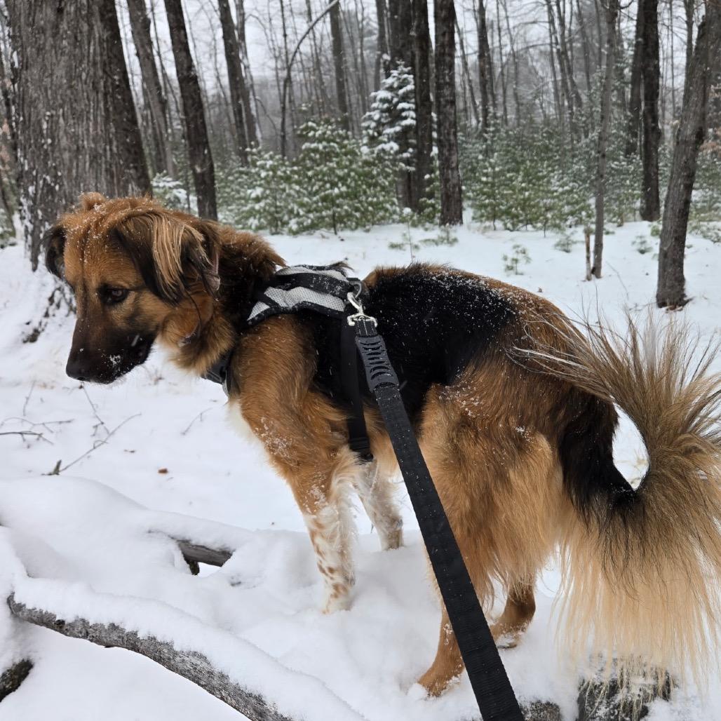 Enlarge Zuzu, a Adoptable Mixed Breed in Oxford, ME image 1/4