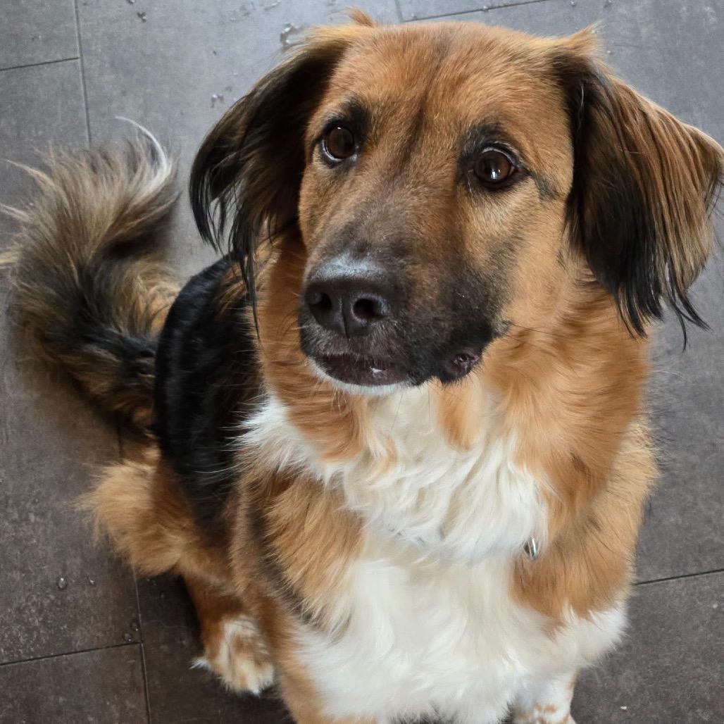 Enlarge Zuzu, a Adoptable Mixed Breed in Oxford, ME image 2/4