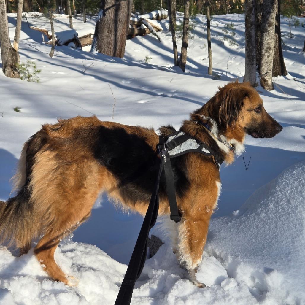 Enlarge Zuzu, a Adoptable Mixed Breed in Oxford, ME image 3/4