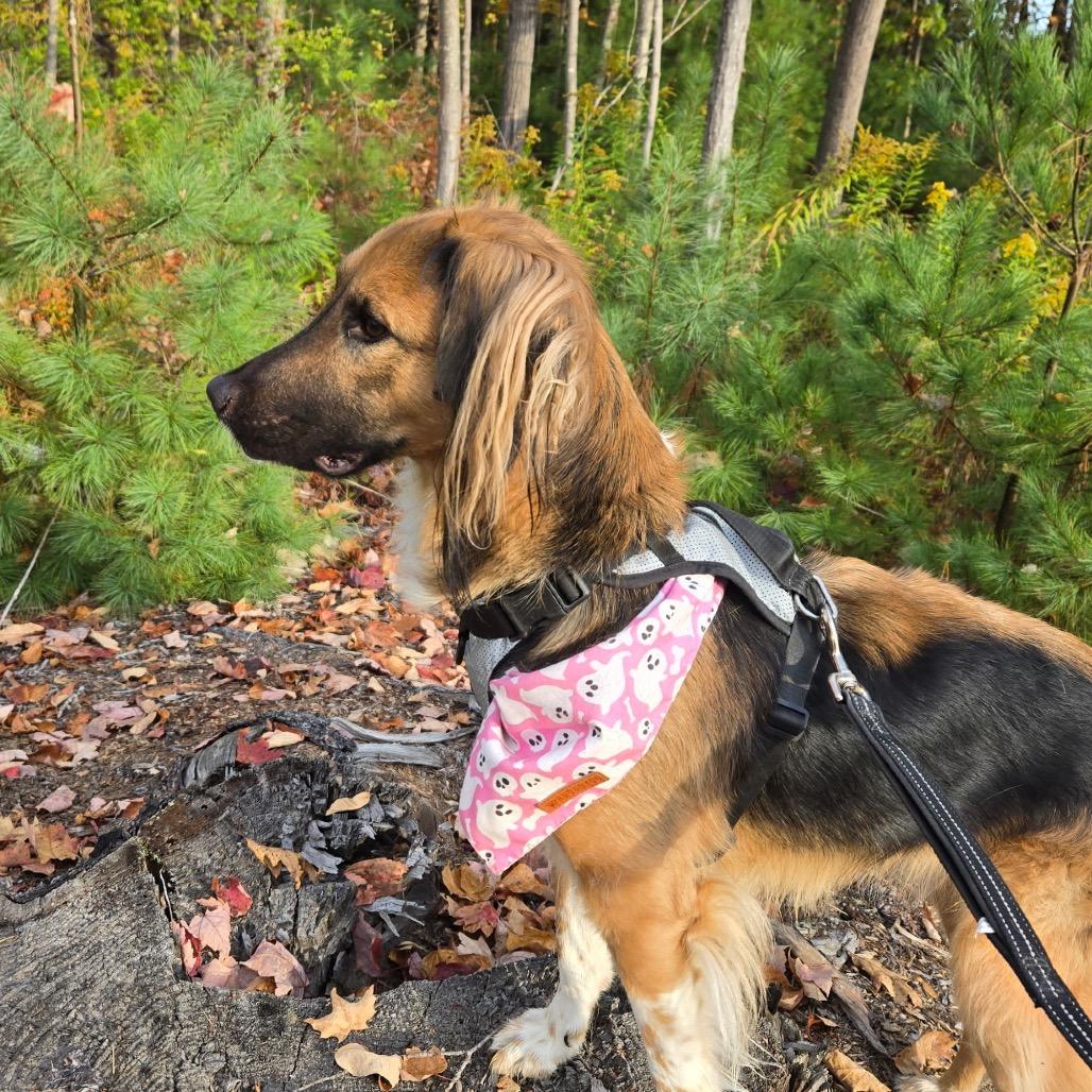 Enlarge Zuzu, a Adoptable Mixed Breed in Oxford, ME image 4/4
