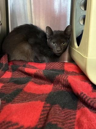Triple dipper (E17), Adoptable, Adult Female Domestic Short Hair & Domestic Short Hair.