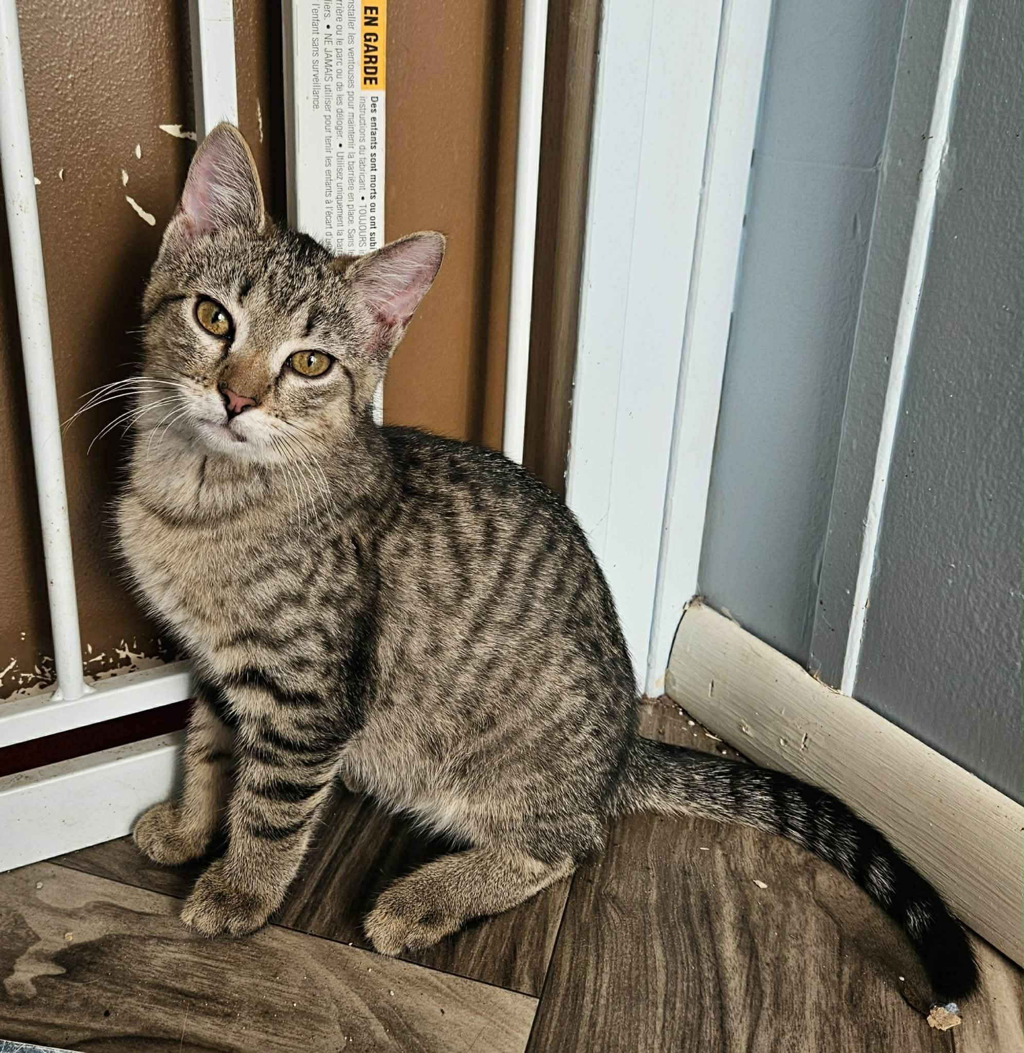 Teddy, ADOPTABLE, Kitten Male Domestic Short Hair.