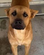 Big Red, ADOPTABLE, Adult Male German Shepherd Dog.